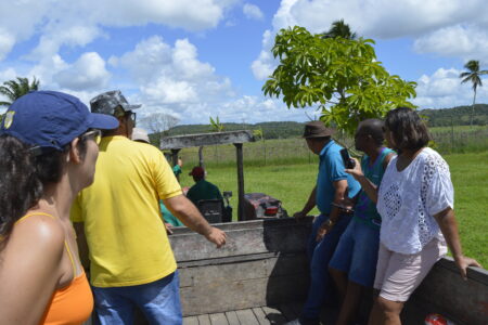 Caminho para o canavial 